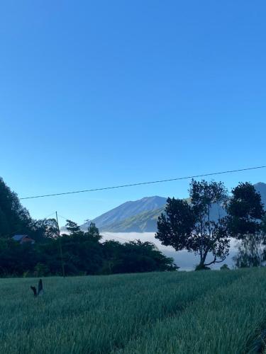 a field with a tree and mountains in the background at Batur cottage in Kubupenlokan