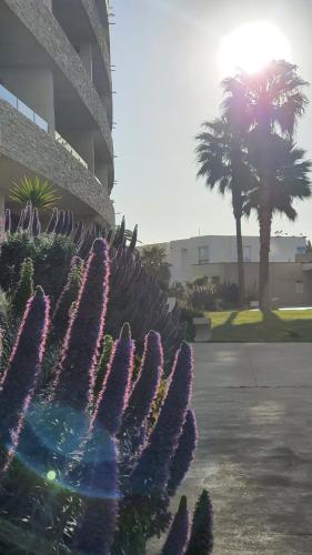 a plant with purple flowers in front of a building at Jardin del Mar SPA & Enjoy in Coquimbo