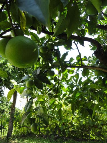 a bunch of green fruit hanging from a tree at Vila Mitrovic in Budva