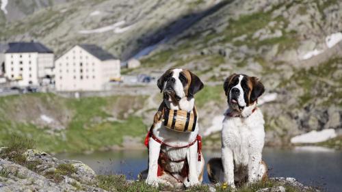 two dogs sitting on a hill next to a body of water at La Vie Eau Naturelle in Sembrancher