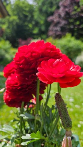 two red flowers are growing in a garden at RESIDENZA IL RICCIO in Andalo