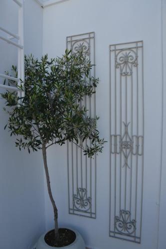 a tree in a pot in front of a wall at Cute Studio Steps from Catacombs & Bus Stop in Tripiti