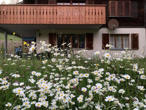 a field of daisies in front of a house at Chalet Hagenbächli in Schwarzsee