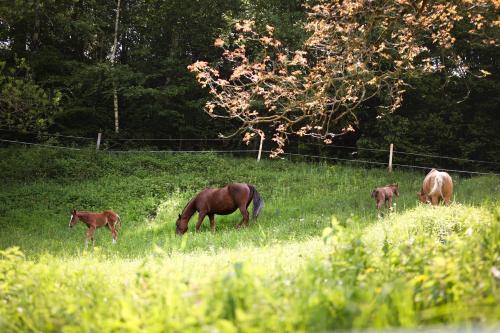 a group of horses grazing in a field at Apartement Lake View in Steindorf am Ossiacher See