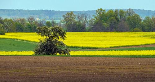 a field of yellow flowers with a tree in the middle at Cztery Luksusowe Domy na Mazurach, jezioro Juksty - SAKURAREST in Sniadowo
