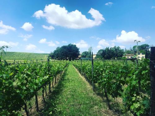 a field of vines with a blue sky and clouds at Borgo del Gelso in Olgiata