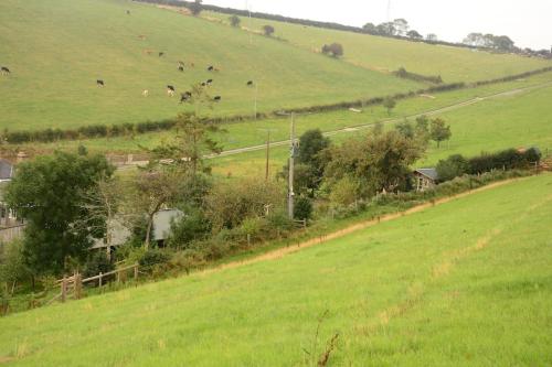 a group of animals grazing on a green field at Woolcombe Cabin in East Allington