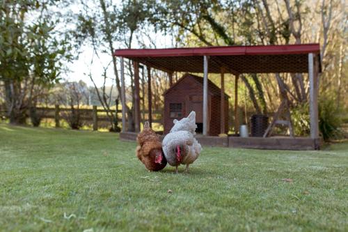 two chickens walking in the grass in a yard at El Molino de Bonaco in San Vicente de la Barquera