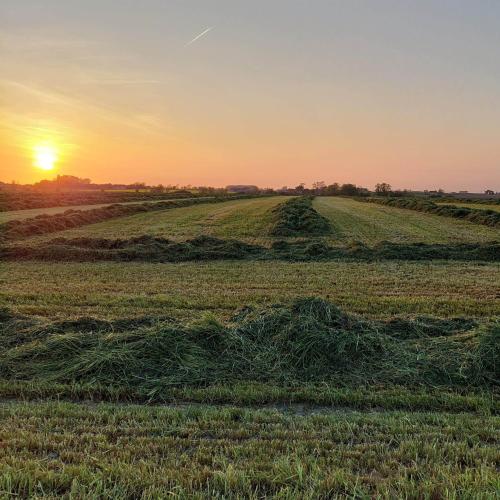 a field of hay with the sunset in the background at B&B Stefans Pottery in Poperinge