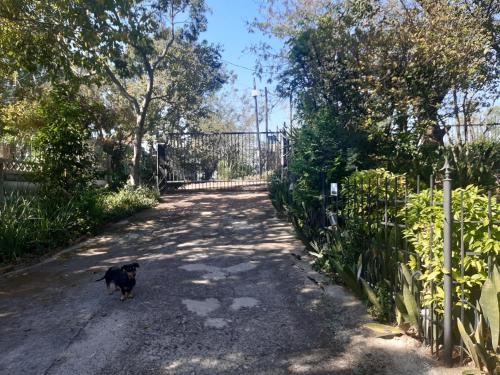 a black dog walking down a dirt road at Lavender Lane in Ladysmith