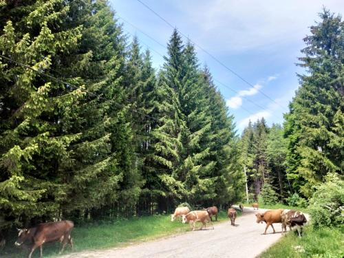 a herd of cows walking down a road with trees at Poiana Sașilor - Valea Doftanei in Trăisteni