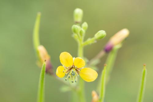 a yellow flower with a drop of water on it at Mannankulam Villa in Akkaraipattu