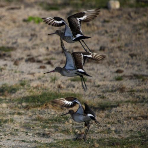 a group of birds flying in the air at Mannankulam Villa in Akkaraipattu