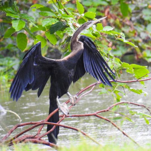 a black bird perched on a tree branch at Mannankulam Villa in Akkaraipattu