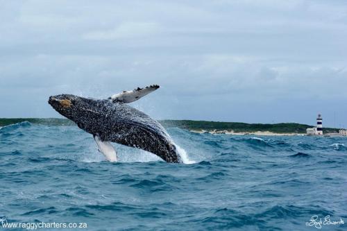 a humpback whale jumping out of the water at Lighthouse Villa - Cape Recife in Port Elizabeth