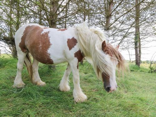 a brown and white horse standing in the grass at The Coach House in Newport