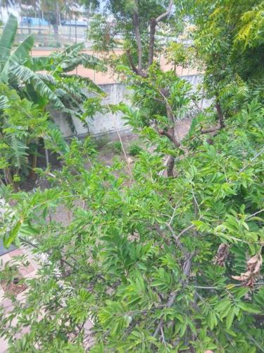 a tree with green leaves in a garden at Aathira's 2 Bedroom house @ Heart of Coimbatore in Coimbatore