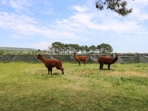 a group of horses standing in a field at The Stables in Newport