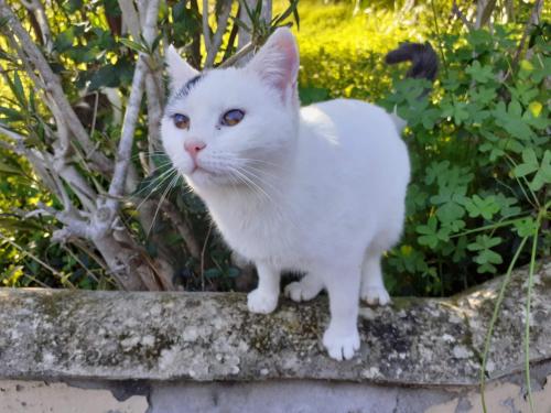 a white cat standing on top of a wall at Ginestre38 in Pula