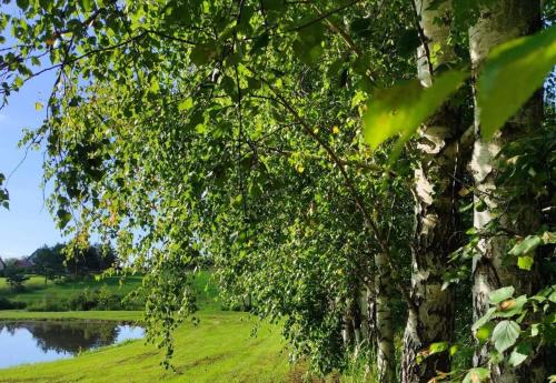 a tree with branches and leaves next to a lake at Dom letniskowy Puńsk in Puńsk