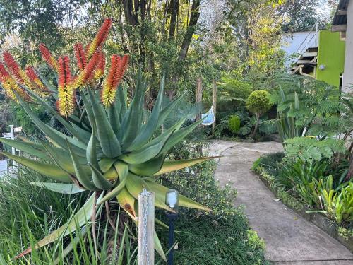 a green plant with red and yellow flowers in a garden at Sabie Self Catering Apartments in Sabie