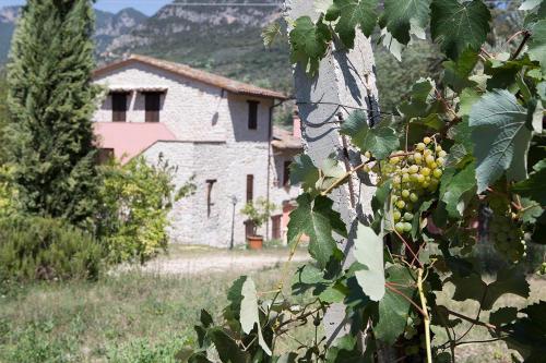 a bunch of grapes on a tree in front of a building at Agriturismo I Melograni in Ferentillo