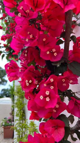 a bunch of pink flowers on a tree at Hotel Victoria Place in Anacapri