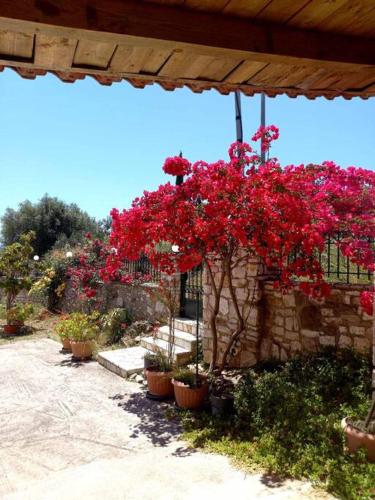 a group of flowers in pots on a stone wall at ΒΙΛΛΑ ΑΥΡΑ in Kakórrevma