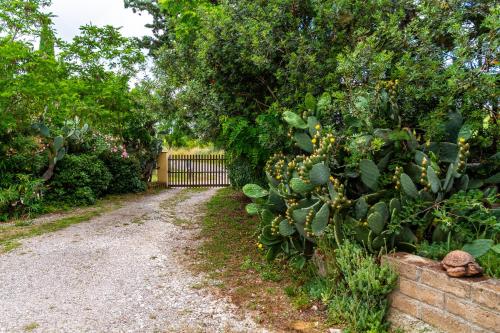 a fence with a prickly plant next to a driveway at Limone - Agriturismo La Fattoria in Grosseto