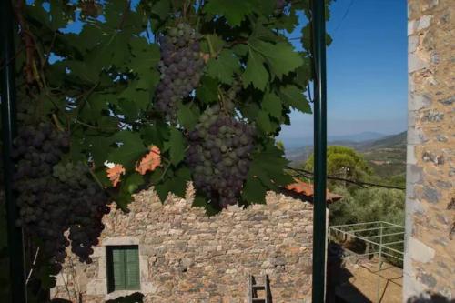 a bunch of grapes hanging from a building at Πύργος Καπουλέα in Limbókhova