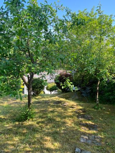 ein Baum in der Mitte eines Gartens mit einer Bank in der Unterkunft Treetops in Welshpool