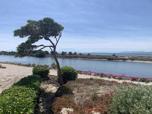 un arbre assis à côté d'une masse d'eau dans l'établissement Maison 6P - Lac Marin, à Port-Leucate