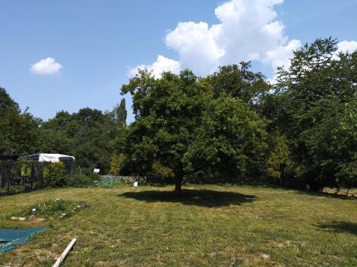 un árbol en medio de un campo de hierba en Chambre dans maison de campagne, en Bourg-des-Comptes