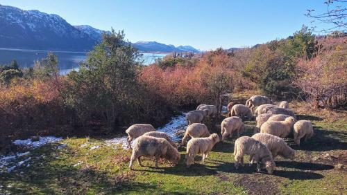 a herd of sheep grazing on the grass near a river at Domos Ollagua Cholila in Cholila