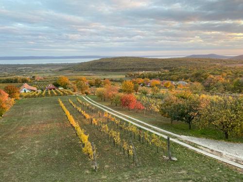 an aerial view of a vineyard in the fall at Panoráma Borbirtok in Mencshely