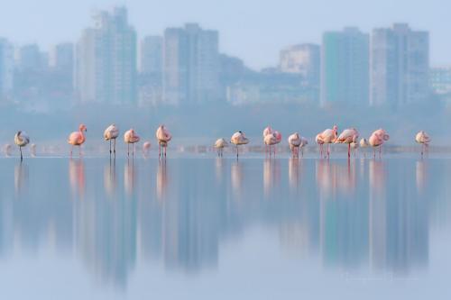 a flock of pink flamingos standing in the water at Seaview Serenity Apartment in Burgas City
