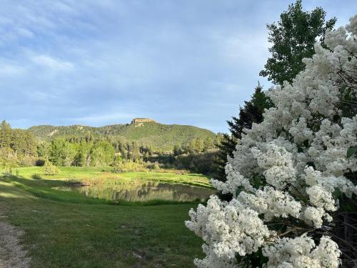 a tree with white flowers in front of a mountain at 3076 W Highway 160 - Combo in Mancos