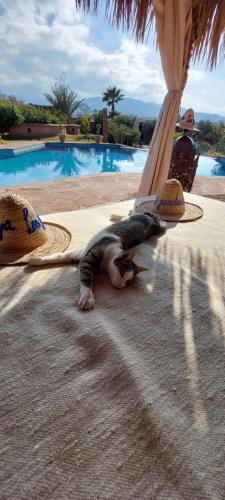 a cat laying on the ground next to a swimming pool at Les Jardins de Taja in Ourika
