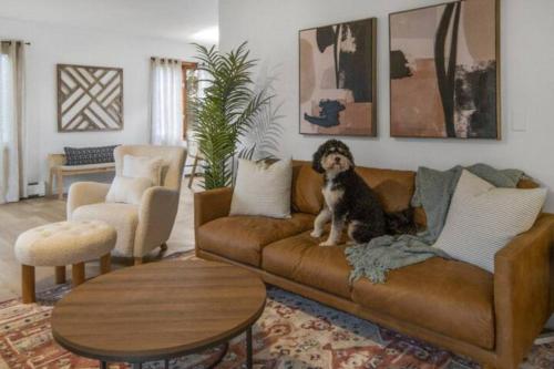 a dog sitting on a couch in a living room at Cayuga bungalow on lake—sleeps 13—outdoor firepit in Lansing