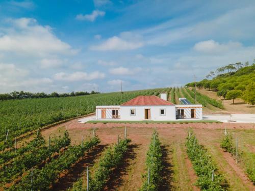 a house in the middle of a vineyard at Monte da Várzea da Rainha in Óbidos