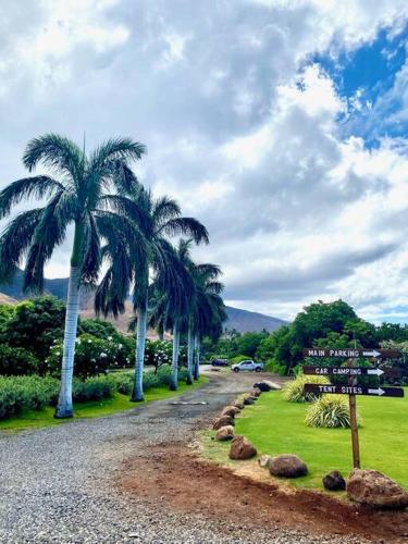 a group of palm trees on a gravel road at Campervan/Maui hosted by Go Camp Maui in Kihei