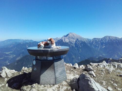 two dogs sitting in a bird bath on top of a mountain at Oriana Studios in Bled