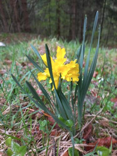 a yellow flower is growing in the grass at Oriana Studios in Bled