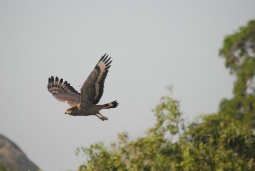 a bird flying in the air with its wings spread at Mahoora Yala - by Eco Team in Yala