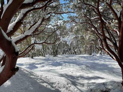 a snow covered path in a forest with trees at Modern House on 5 acr in Sequoia National Forest in Panorama Heights