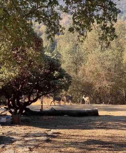 three deer walking in a field next to a tree at Modern House on 5 acr in Sequoia National Forest in Panorama Heights