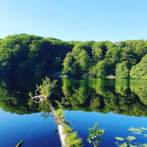 a view of a lake with trees and water at Haus Burmeister in Sassnitz