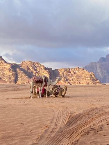 een groep dieren in de woestijn bij Enjoy Wadi Rum stars in Disah