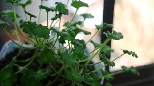 a plant with green leaves in a pot at Baigetsu Ryokan in Shimo-suwa