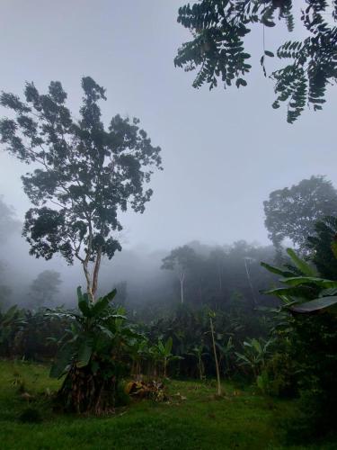 a tree in the middle of a field in the fog at Canto del Tucán Lodge and Farm in Golfito